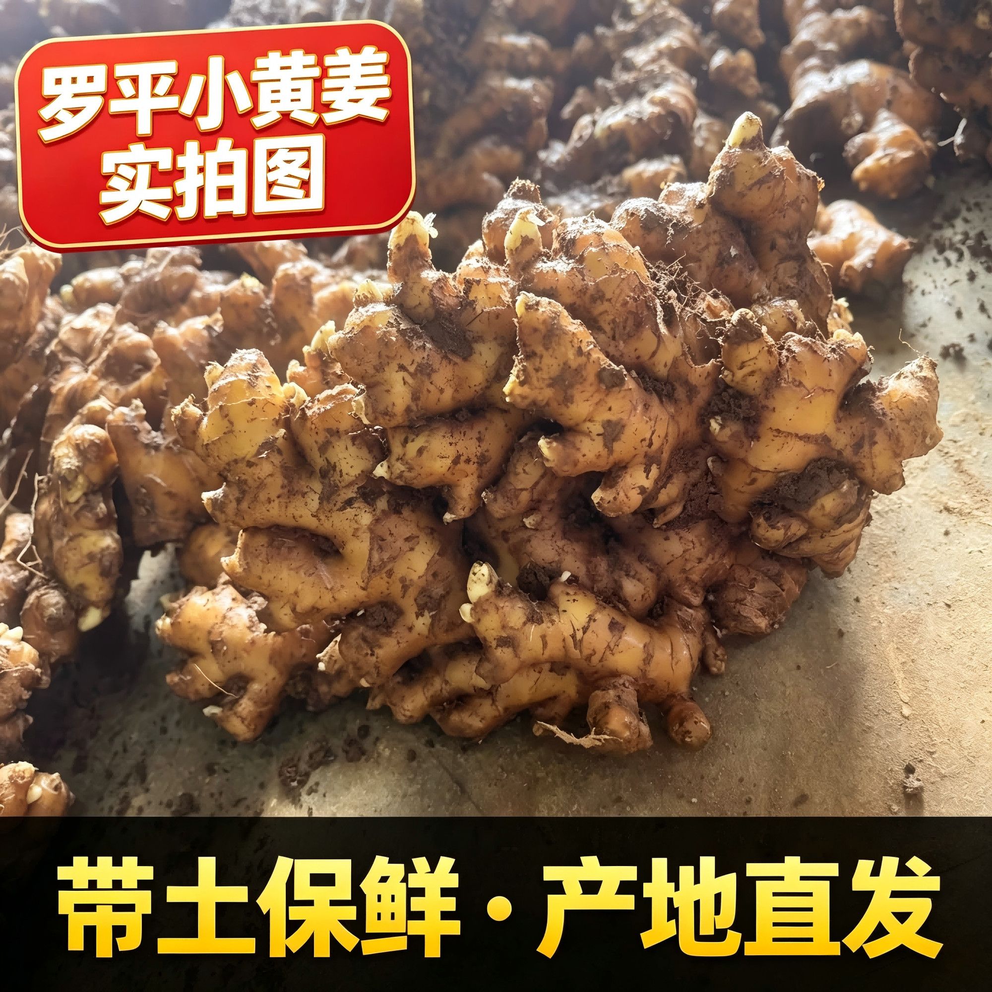 【天然小黄姜】云南罗平小黄姜优质烹饪养生通用新鲜老姜月子姜