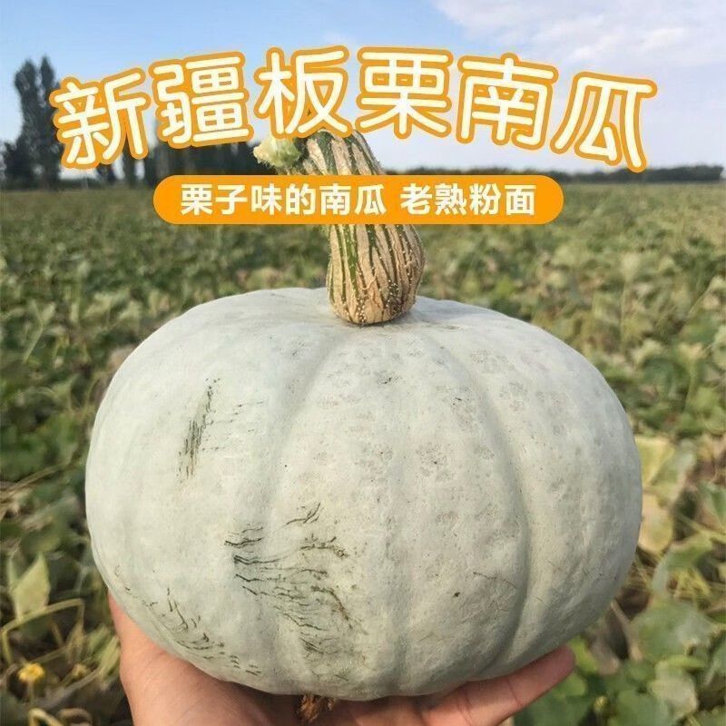 新疆银板栗南瓜软糯香甜老南瓜板栗味老倭瓜宝宝辅食易消化