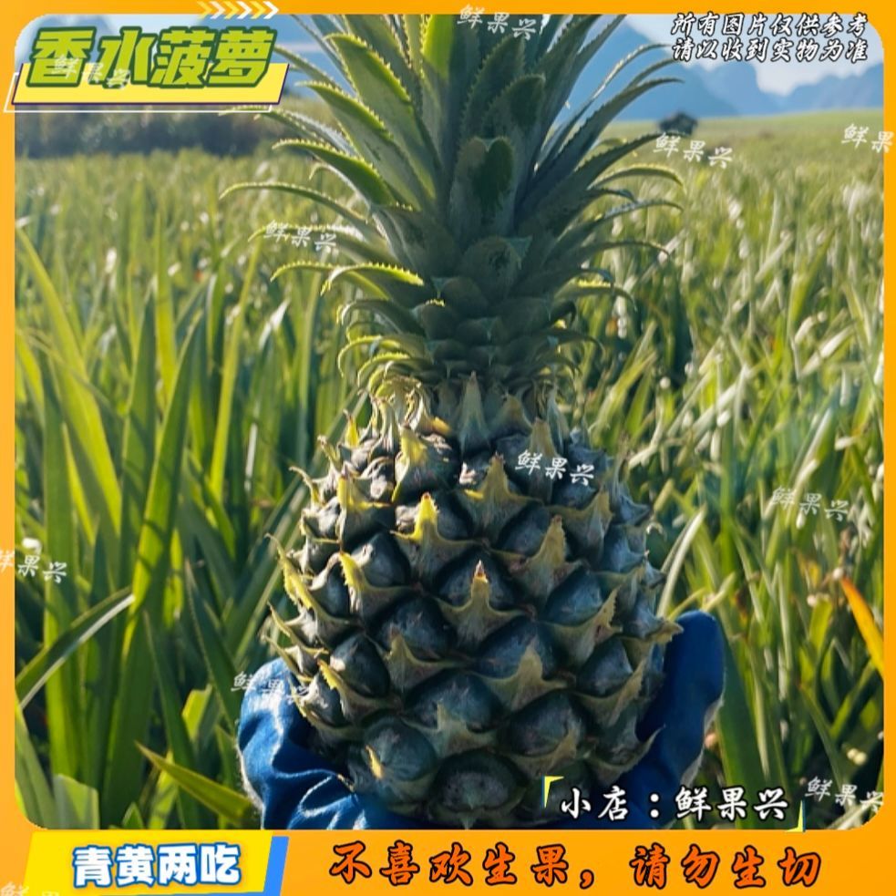 新鲜菠萝广东徐闻香水菠萝中大个青皮生菠萝脆爽酸甜菠萝绿色水果