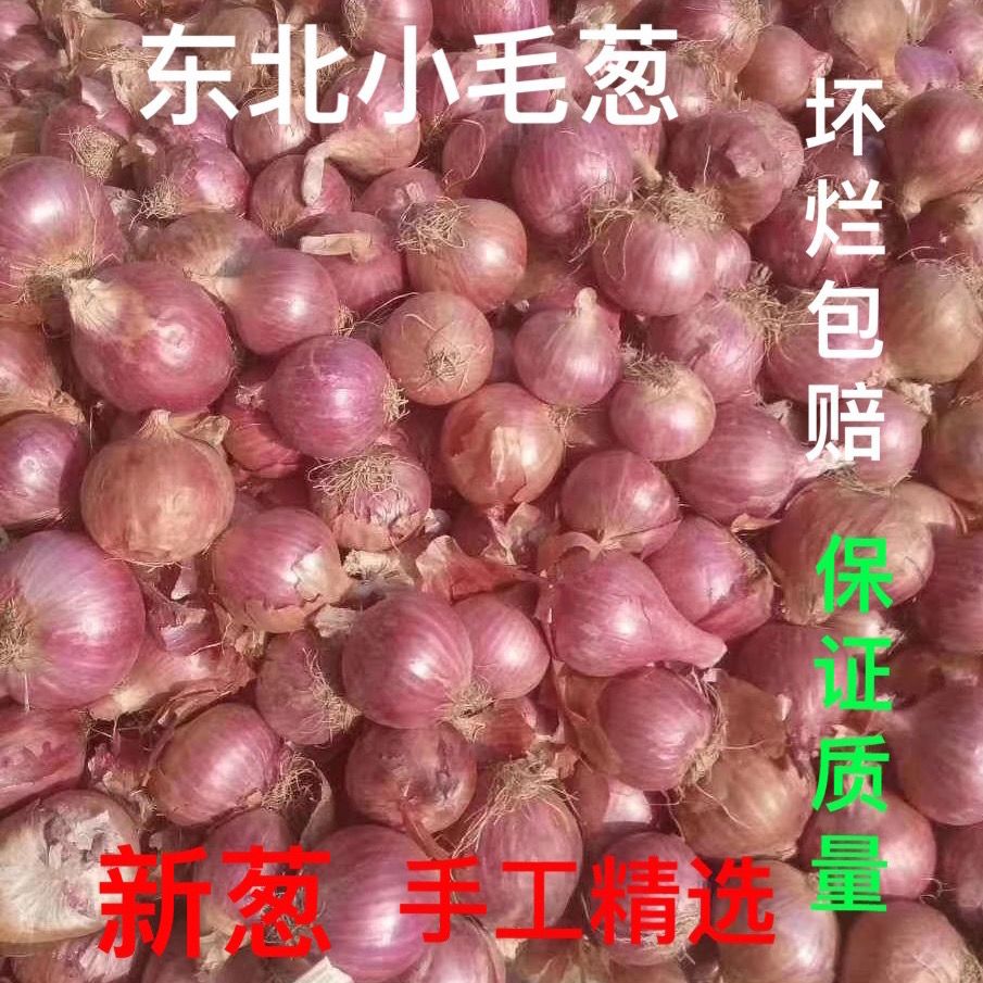 【正宗】东北特产毛葱新鲜葱红葱头农家毛葱1件都批发