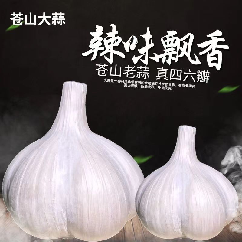 2026年山东正宗苍山46瓣新鲜大蒜7-8少46多优质蒜头