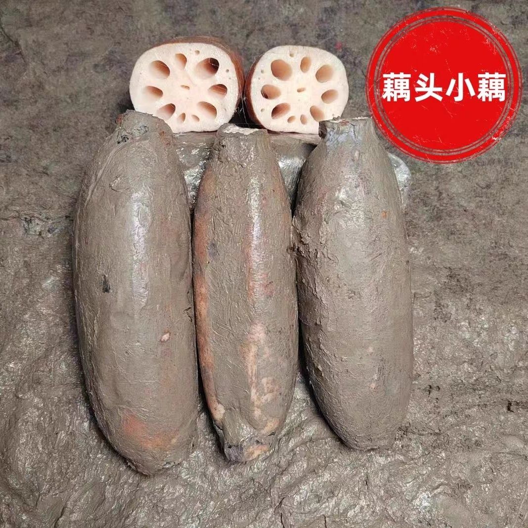 湖北洪湖莲藕小藕3斤藕小节藕莲藕炒菜卤藕 藕夹藕丸带泥藕