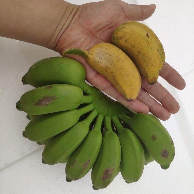 当季广西小米蕉透气保鲜包装存放不易发黑变质