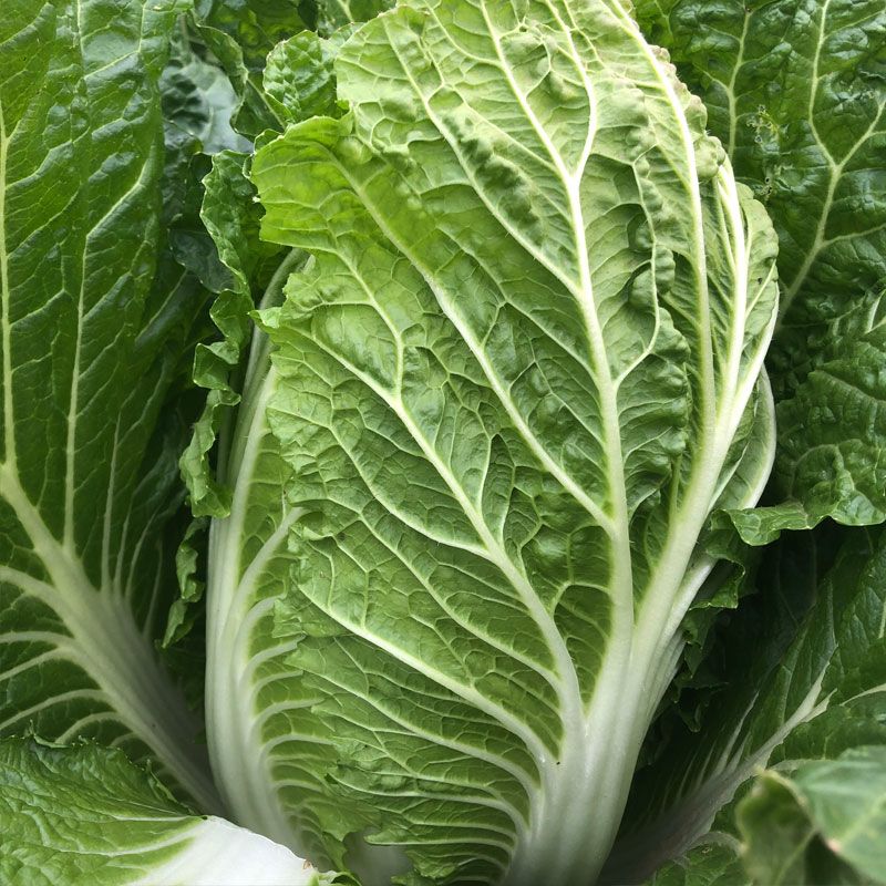 山西黄心大白菜新鲜蔬菜类农家青菜应季蔬菜叶菜类批发