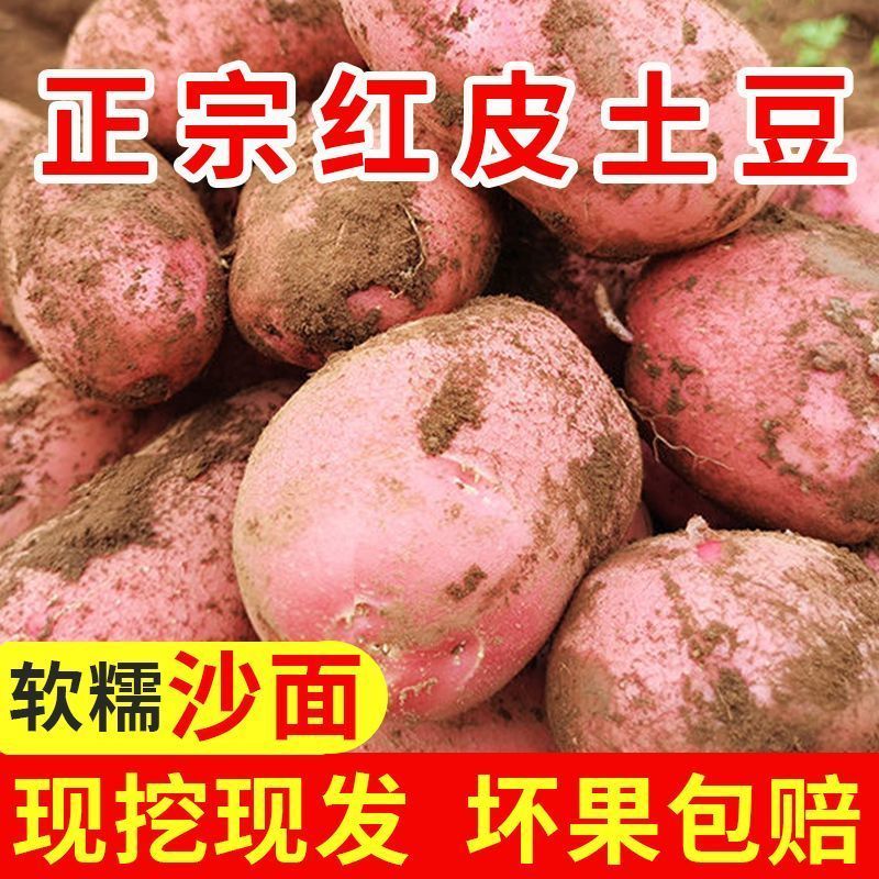 【新上市】正宗青海红皮土豆现挖新鲜蔬菜粉糯马铃薯花心洋芋批发