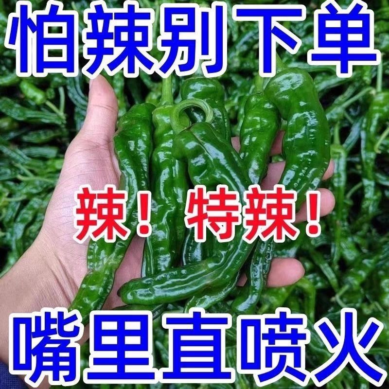 特辣香辣小皱皮农家自种现摘现发薄皮辣椒特辣超辣蔬菜基地直发