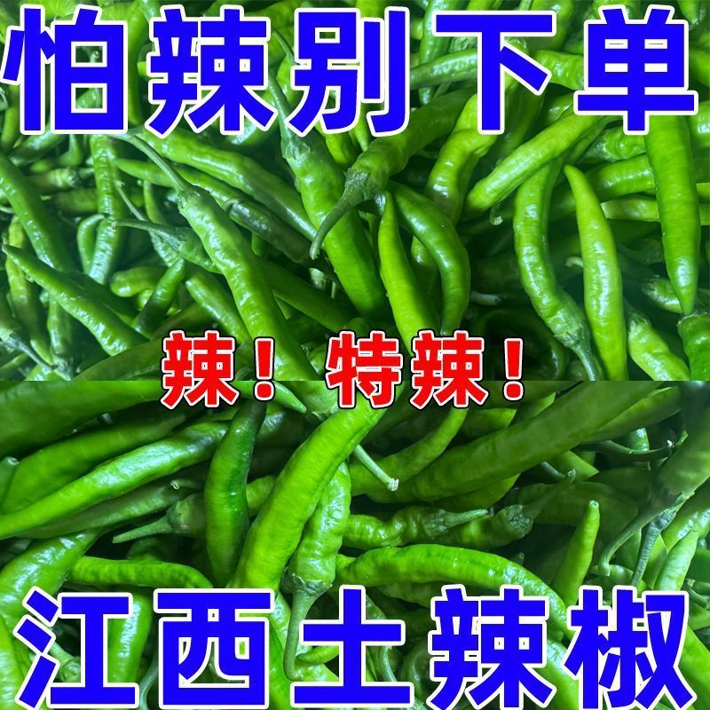 特辣江西辣椒高安农家青椒自种薄皮香辣虎皮尖椒新鲜辣味十足