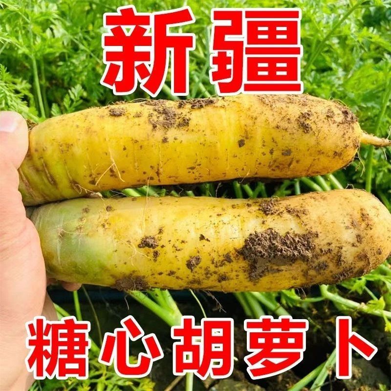 【新疆黄萝卜】新鲜便宜蔬菜黄心胡萝卜带泥农家批发新疆黄胡萝卜