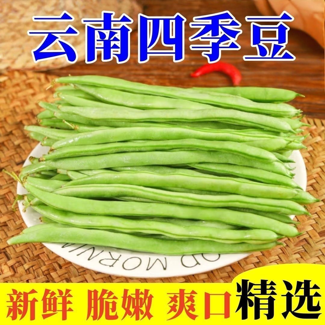 新鲜云南四季豆角蔬菜露天四季豆孕妇便宜蔬菜筋豆净重3/5斤