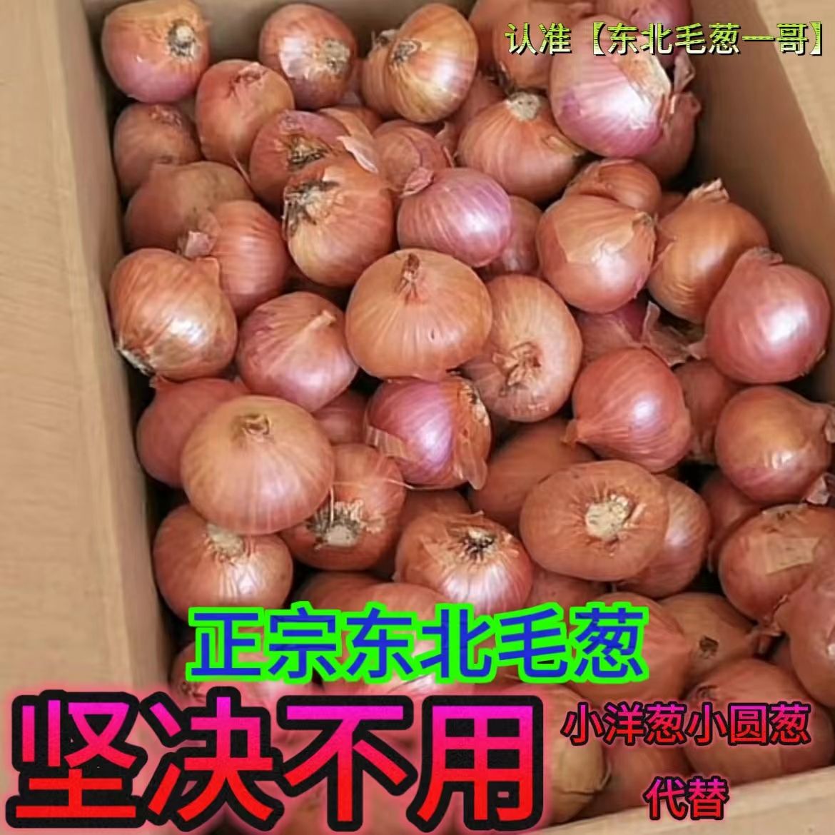 【毛葱一哥】东北毛葱正宗新鲜笨毛葱火葱头洋葱葱红葱头农家珠葱