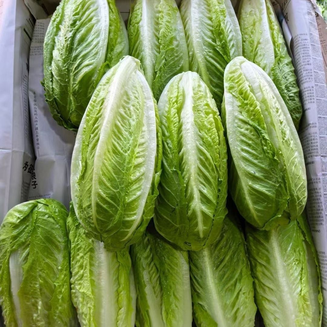 云南新鲜露天包心螺纹生菜 罗马生菜 凯撒沙拉生菜 精品生菜