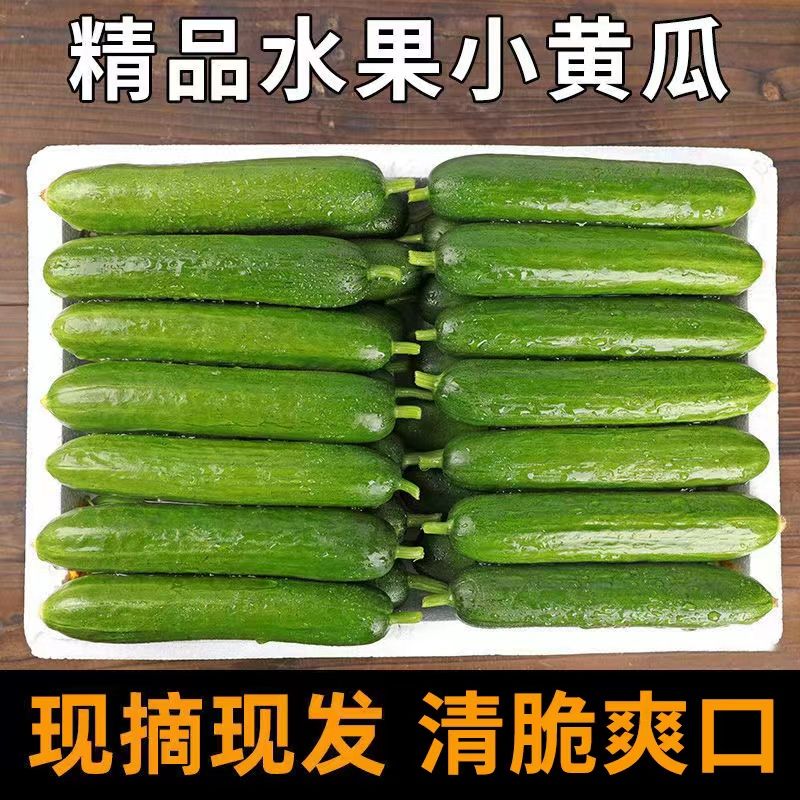 【现摘现发】山东水果小黄瓜荷兰生吃批发新鲜山东小青瓜生吃应季