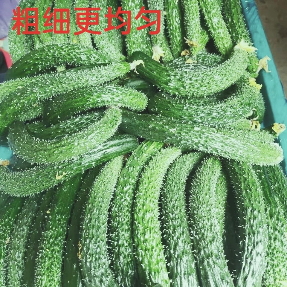 新鲜黄瓜妞拇指黄瓜现摘小瓜腌菜黄瓜扭批发黄瓜妞一整箱黄瓜新鲜