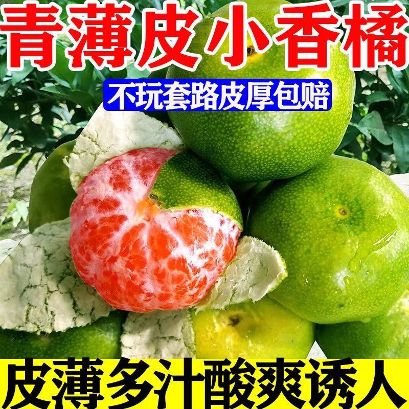 【2026薄皮小橘子】薄皮无籽蜜桔新鲜青皮橘子清香桔子孕妇酸甜
