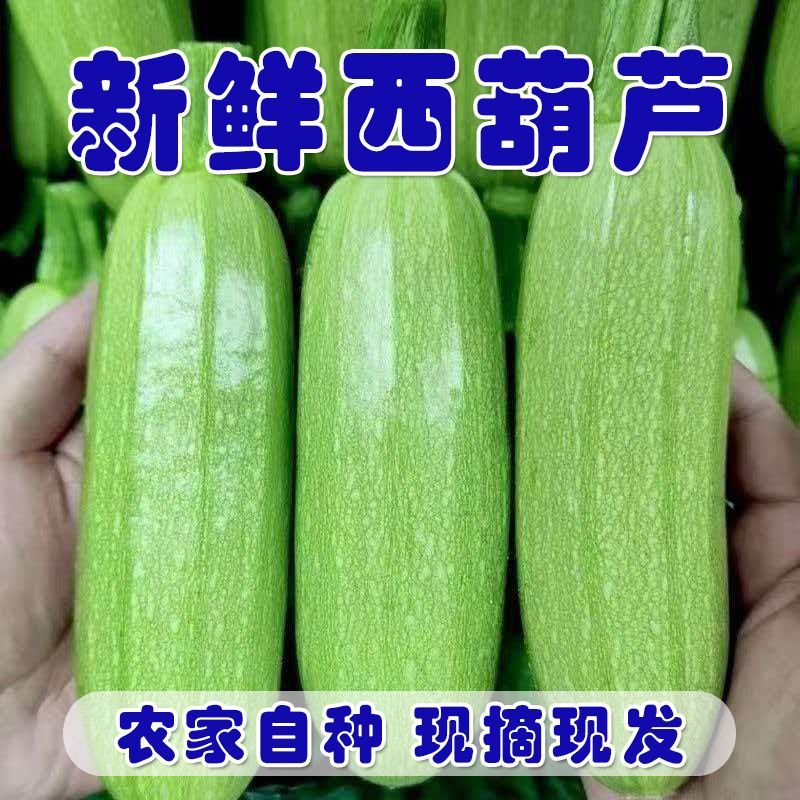 新鲜西葫芦现摘云南农家自种三月瓜角瓜番瓜茭瓜应季便宜蔬菜整箱
