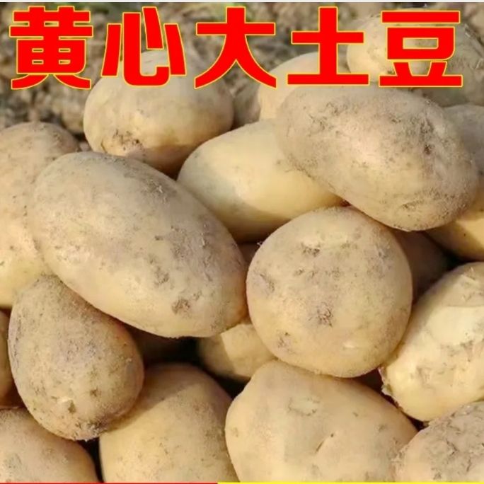 正宗贵州高山本土黄心洋芋黄皮马铃薯农户自种批发包邮