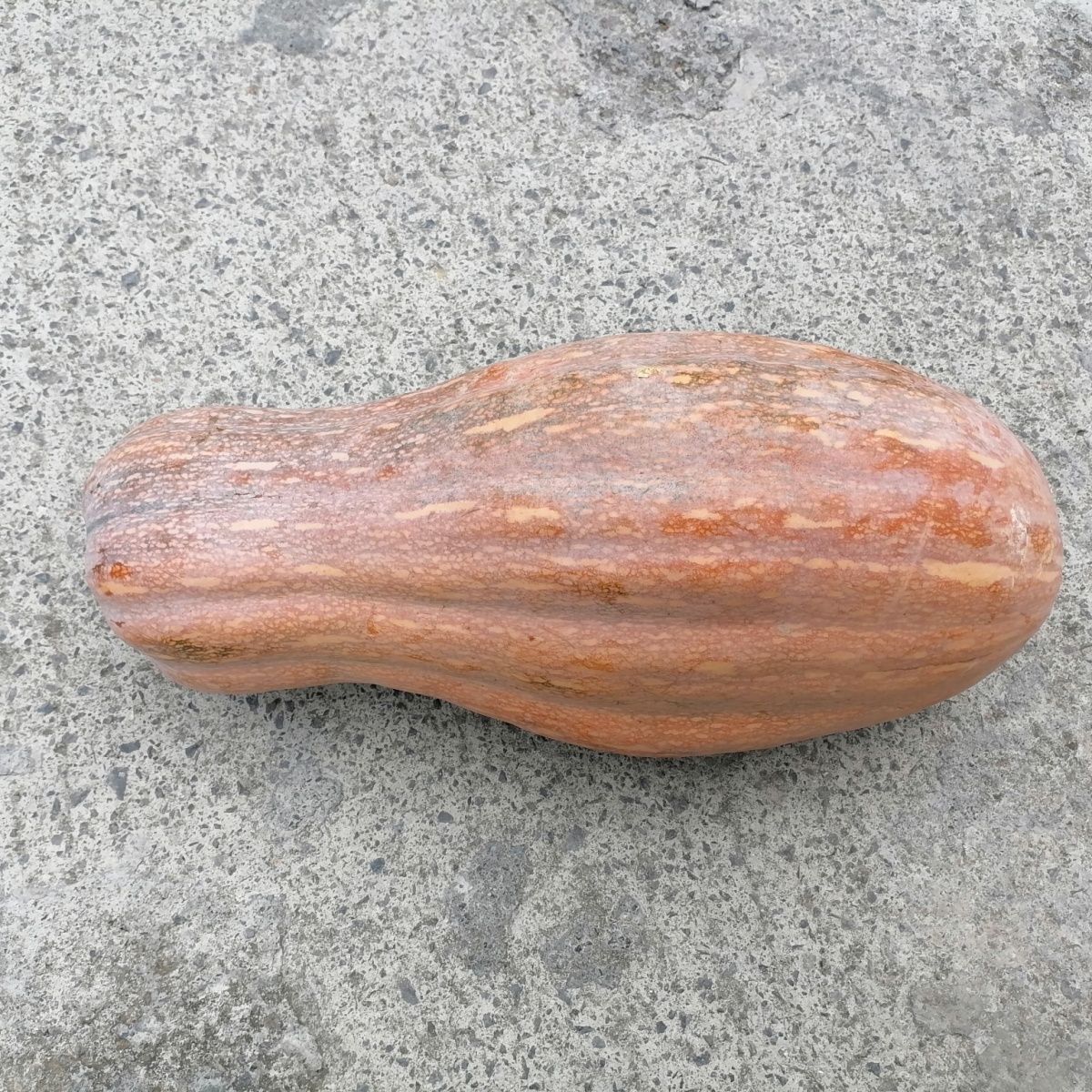 南瓜老南瓜密本南瓜粉甜煮汤做饼贵州印江梵净山农家原生态种植
