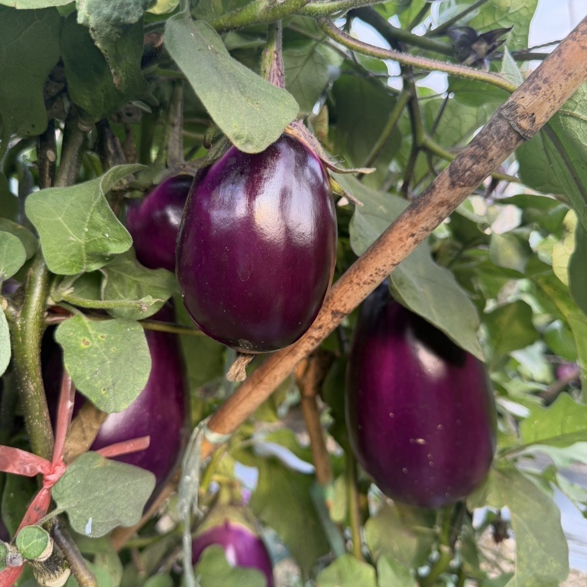 农家自种自销紫皮新鲜蔬菜椭圆紫色茄子家庭饭店通用便宜批发
