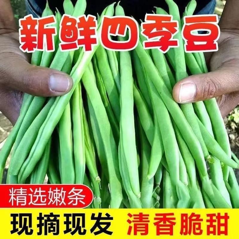 正宗云南高山露天现摘云南四季豆新鲜应季高山蔬菜批发豆角无筋豆