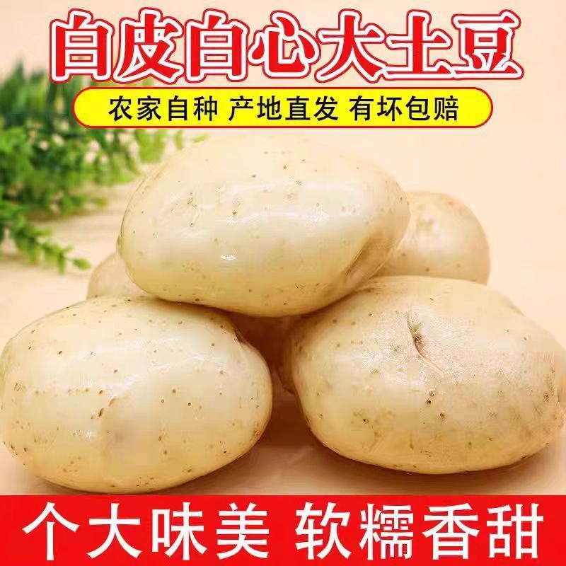 2026年甘肃定西白皮白心沙面粉糯土豆老品种新鲜定西洋芋马铃薯