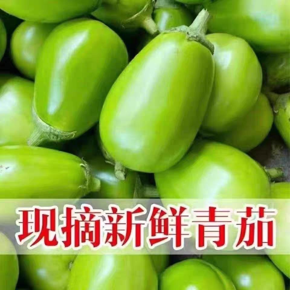 河南特产农家自种蔬菜现摘现发新鲜茄子当季青茄子正宗