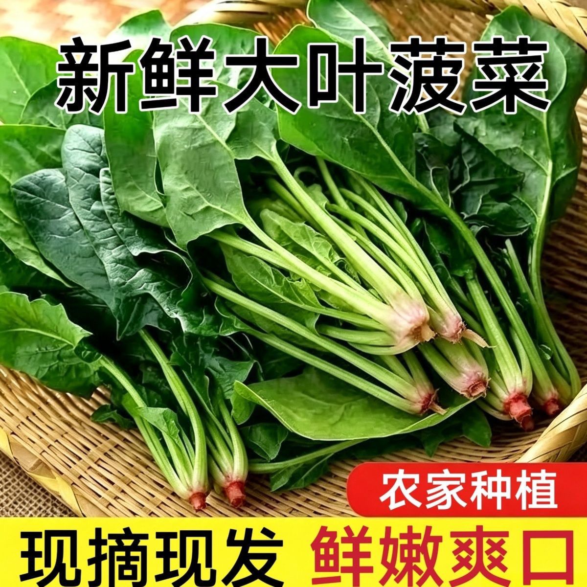 山东新鲜菠菜现挖现发新鲜当季火锅食材家庭新鲜时令蔬菜整箱批发