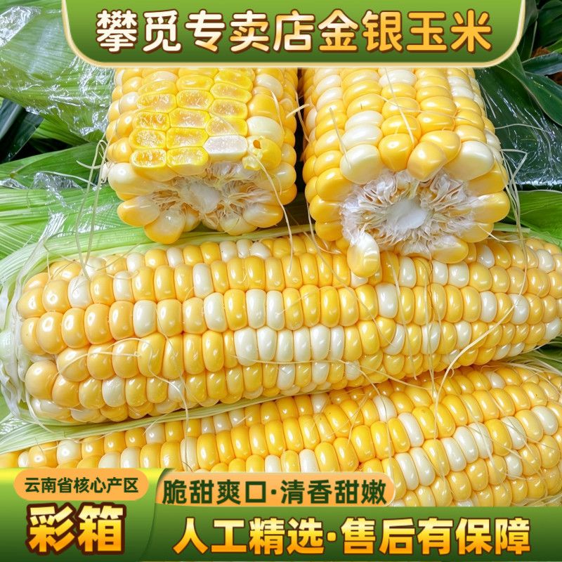 云南金银水果玉米双色玉米净重4.5/8.5斤彩箱新鲜甜嫩带壳甜玉米