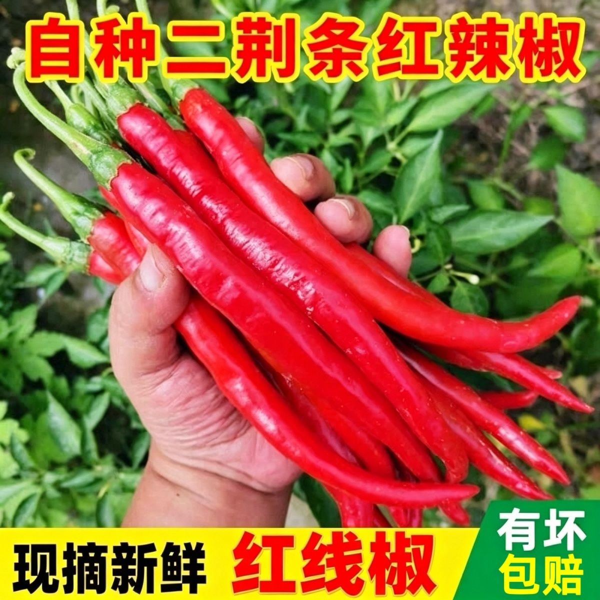 新鲜红辣椒二荆条农家尖椒中辣香辣红线椒剁椒泡椒辣椒酱专用批发