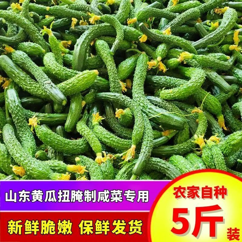 山东5斤新鲜小黄瓜扭黄瓜妞嫩黄瓜农家自种脆甜生吃腌咸菜专用