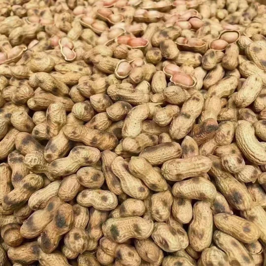 手工新货农家净重柴火炒花生2026原味花生铁锅带壳珍珠炒熟现发