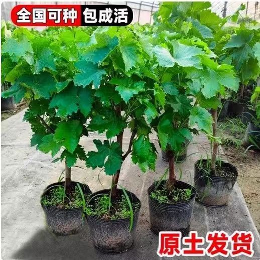 葡萄树苗【原盆原土】正宗嫁接苗盆栽地载南北方种植 基地直发