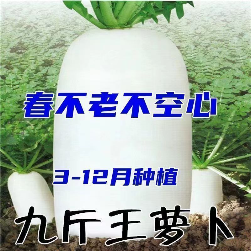 九斤王特大白萝卜种子高产不空心春不老脆甜爽口四季秋季蔬菜种籽