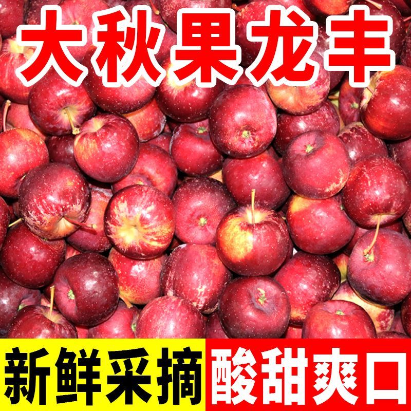 新鲜采摘东北龙丰果大秋果海棠果小苹果沙果孕妇新鲜水果甜酸批发