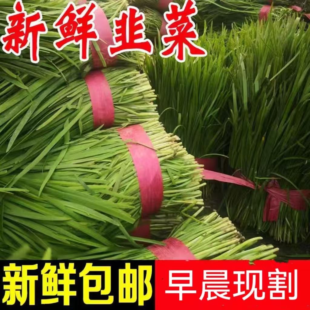 新鲜头茬嫩韭菜绿叶菜饺子馅火锅时令蔬菜烧烤菜现割现发