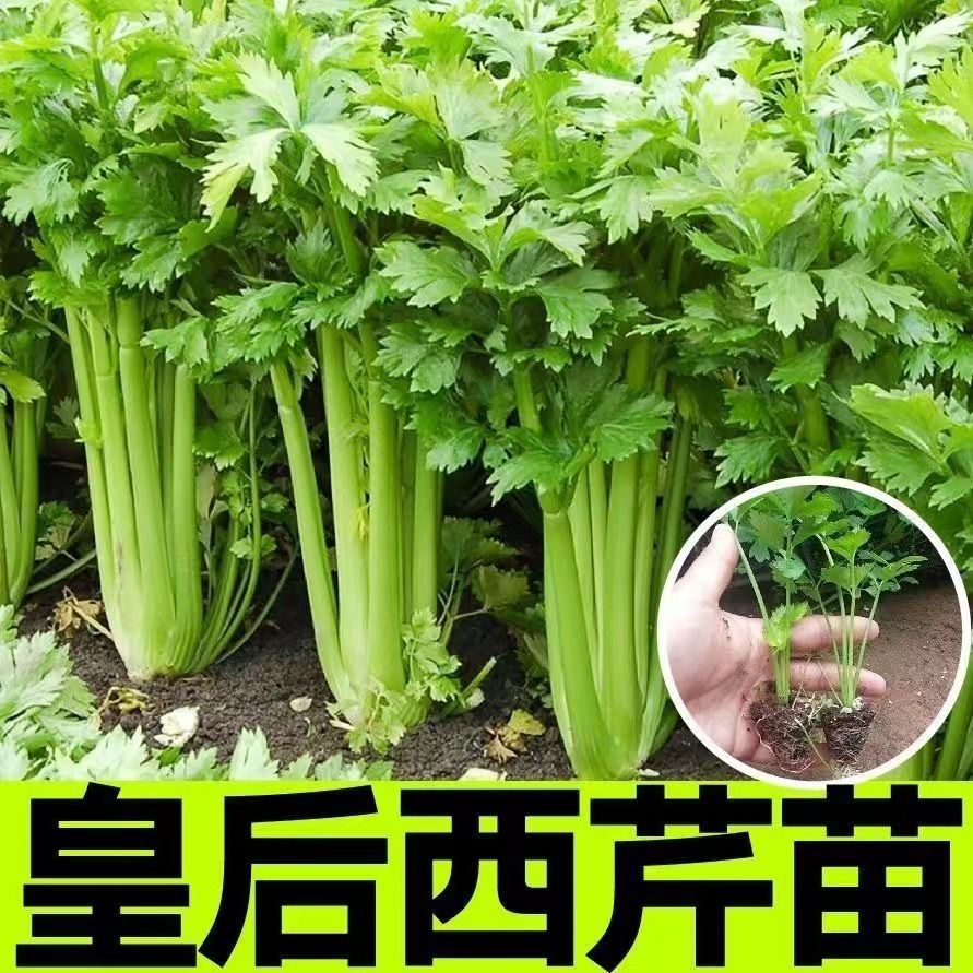 正宗皇后西芹秧苗四季小香芹带土秋冬季蔬菜苗阳台盆栽耐寒芹菜苗