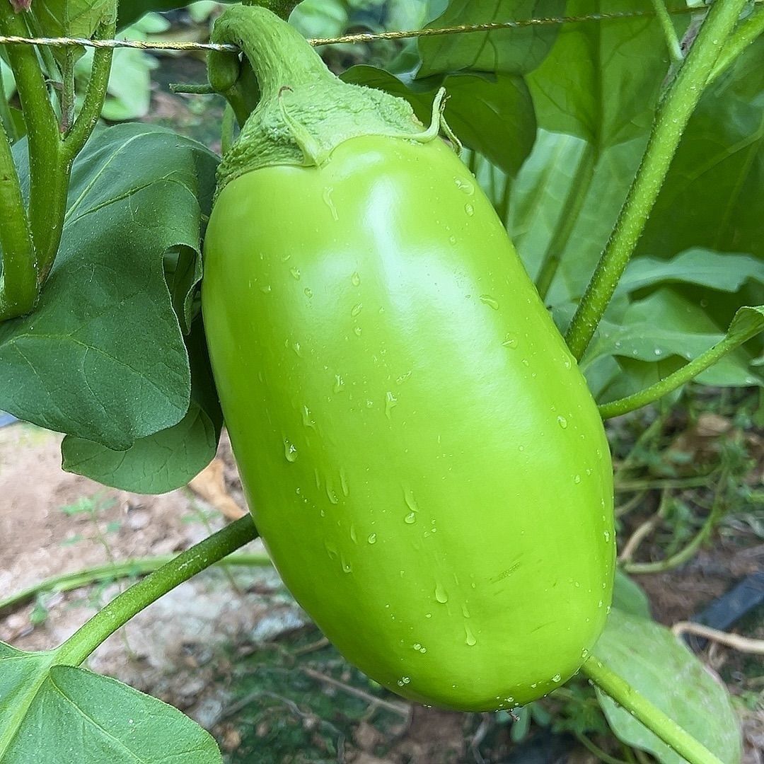 河南的大青茄上市了皮青肉味道甘甜现摘现发蒸炒凉拌都好吃下单吧