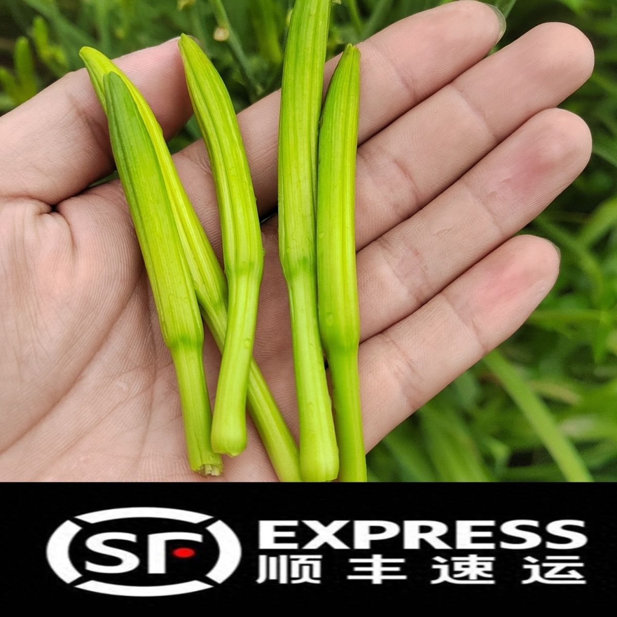 【顺丰包邮】新鲜黄花菜现摘金针菜农家时令蔬菜忘忧草凉拌菜当季