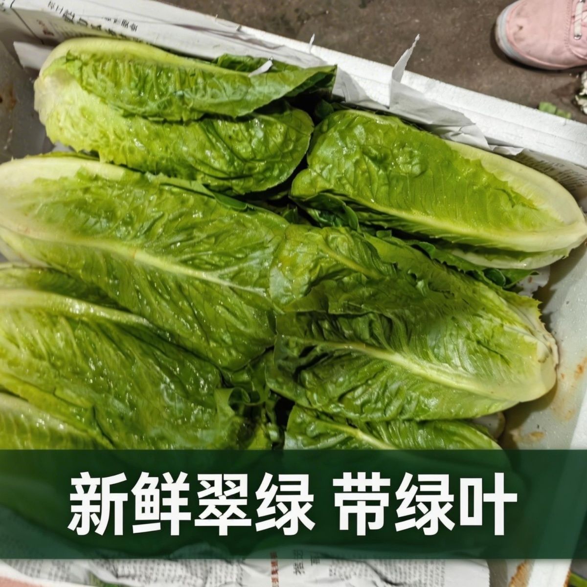 新鲜包罗生菜包心罗纹包心罗马即食健身减脂沙拉生菜绿色西餐酒店
