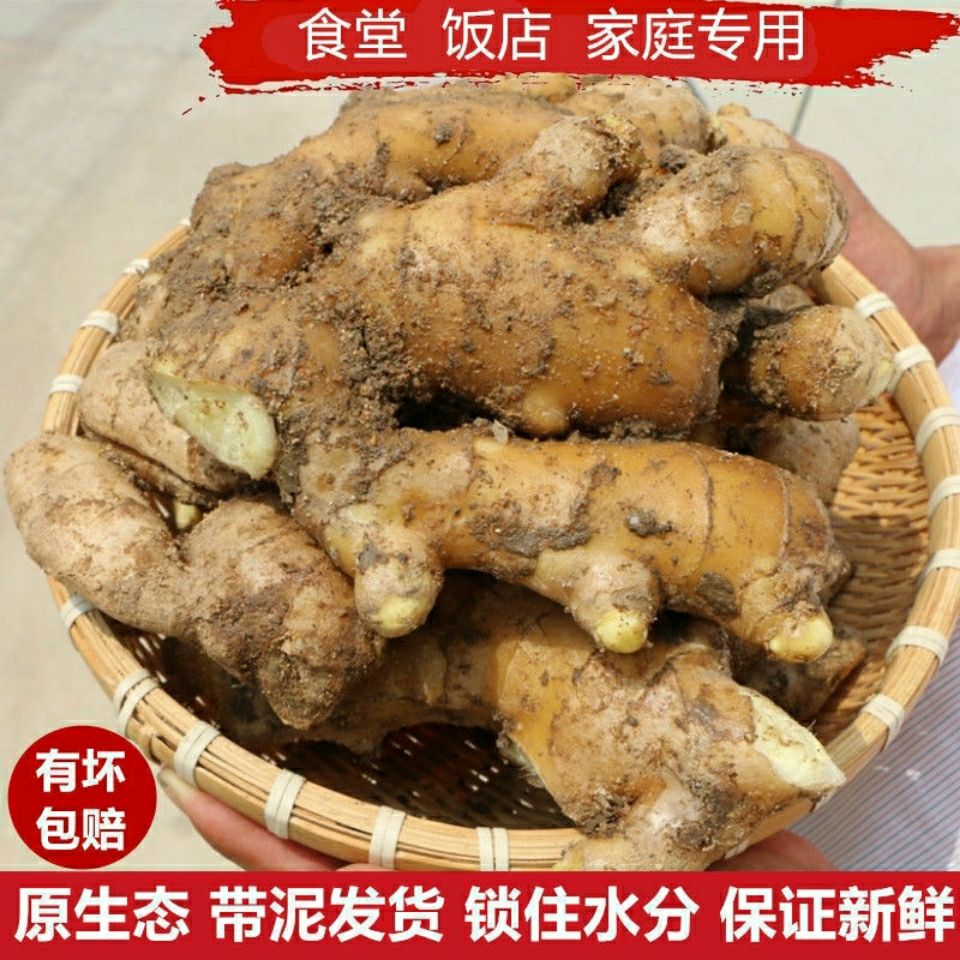 山东大姜生姜新姜带泥姜黄姜新姜月子姜姜汤新鲜蔬菜生吃