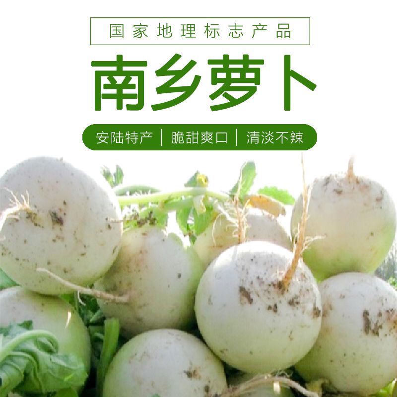 湖北安陆特产南乡萝卜本地萝现挖新鲜蔬菜农家种植萝卜