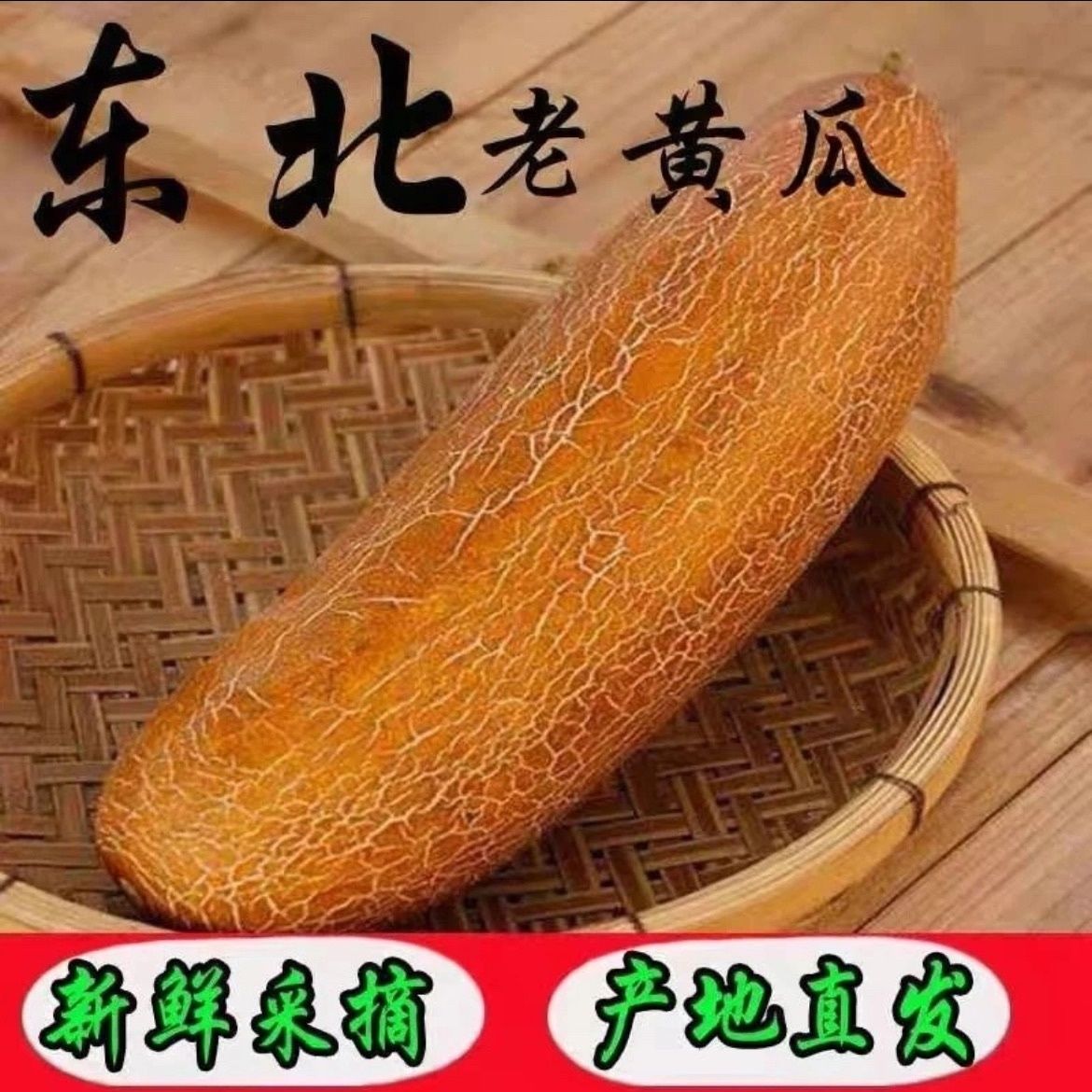 东北黄皮东北老黄瓜新鲜麻皮自然农家老黄瓜东北蔬菜