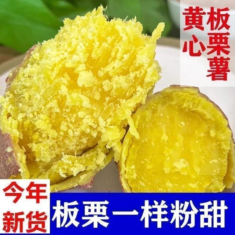 正宗板栗红薯济薯26号沙地新鲜批发粉糯黄心蜜薯地瓜番薯农家自种