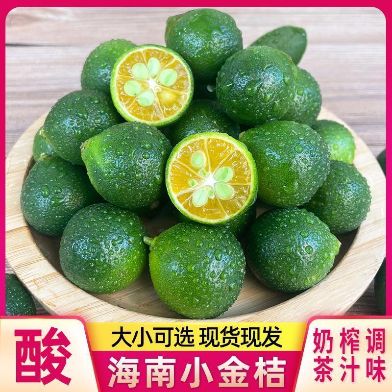 新鲜海南小金桔新鲜奶茶店专用薄皮酸青金桔小青柠檬整箱包邮酸甜