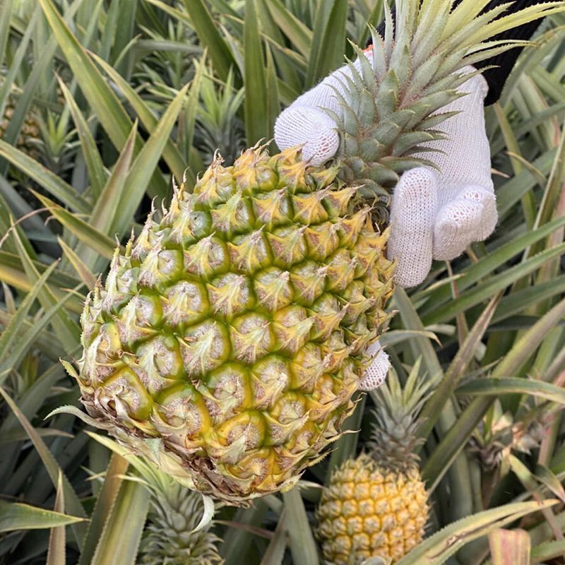 现摘新鲜菠萝香水菠萝当季热带水果菠萝清仓商用菠萝整箱批发去味