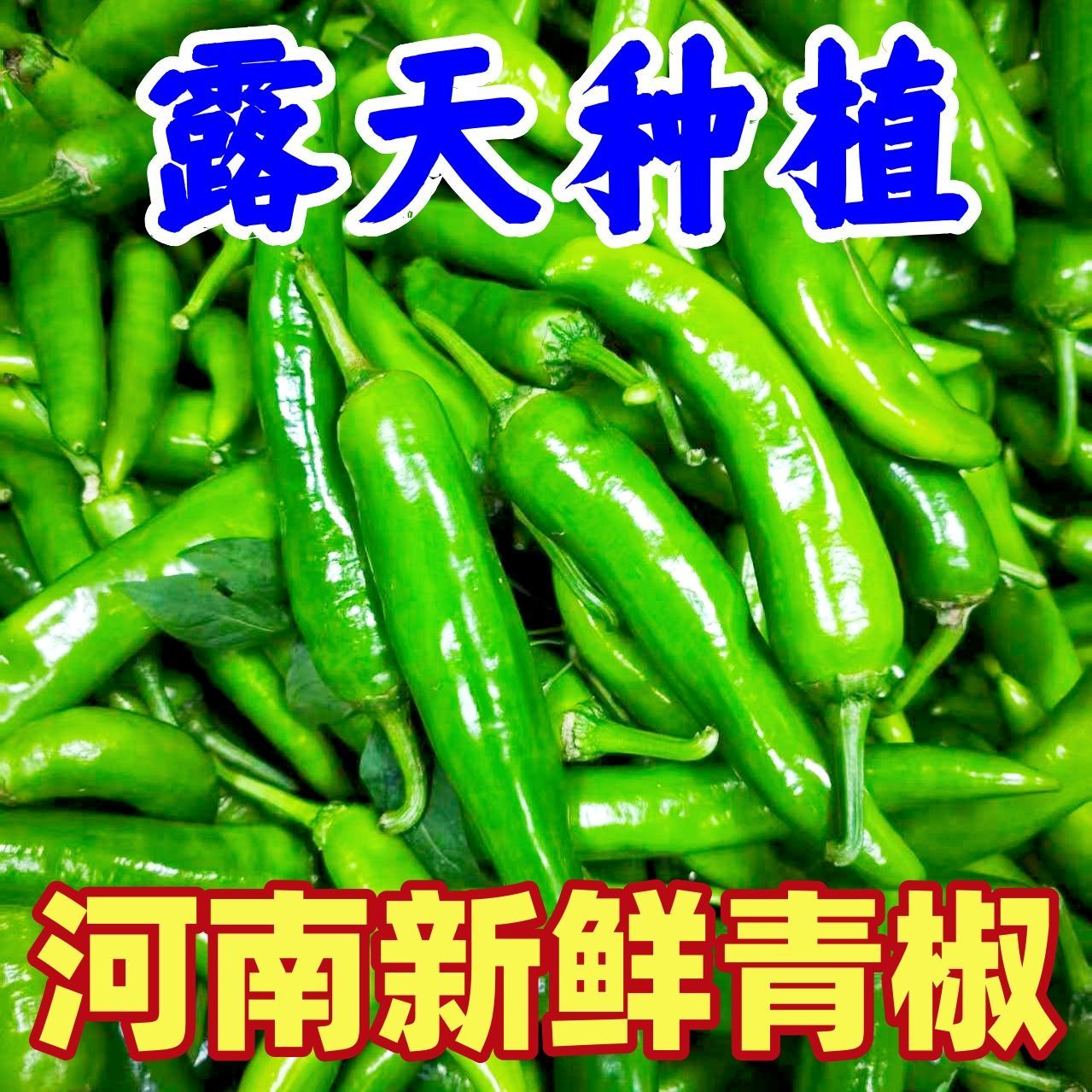 【露天种植】新鲜青椒河南本地土辣椒微辣青椒皮薄肉厚菜园直发