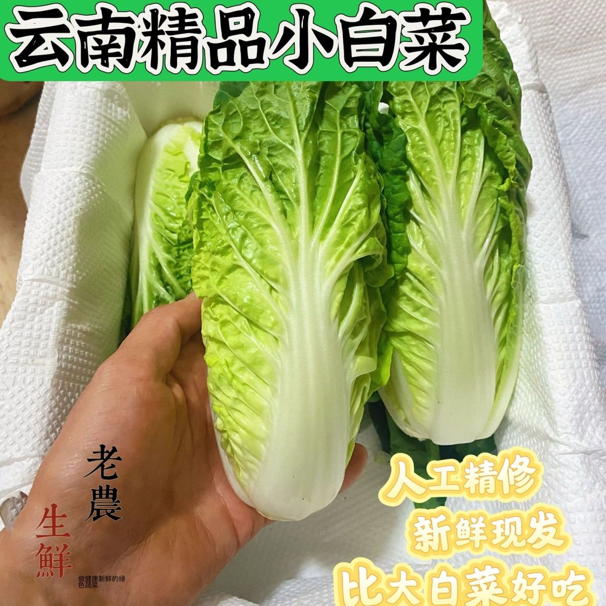 云南精品小黄白菜心当季农家种植奶油菜高原白菜绿色蔬菜白心正版