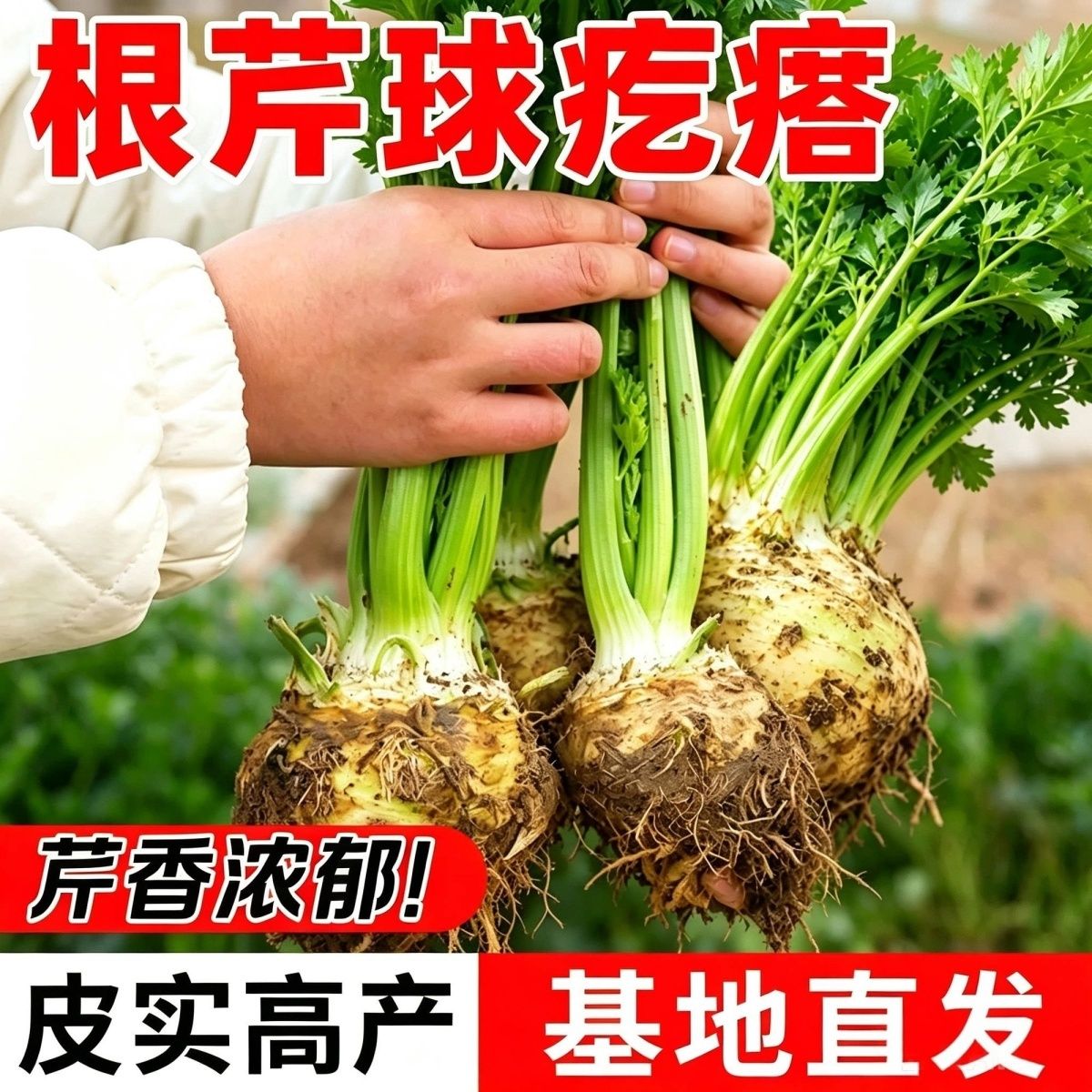 山东寿光现挖新鲜根芹疙瘩根芹球茎洋芹根生鲜蔬菜可凉拌炒菜炖汤