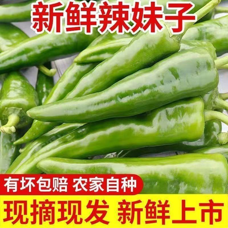 辣妹子正宗辣椒尖椒牛角椒美人椒朝天椒小青椒薄皮小米椒新鲜