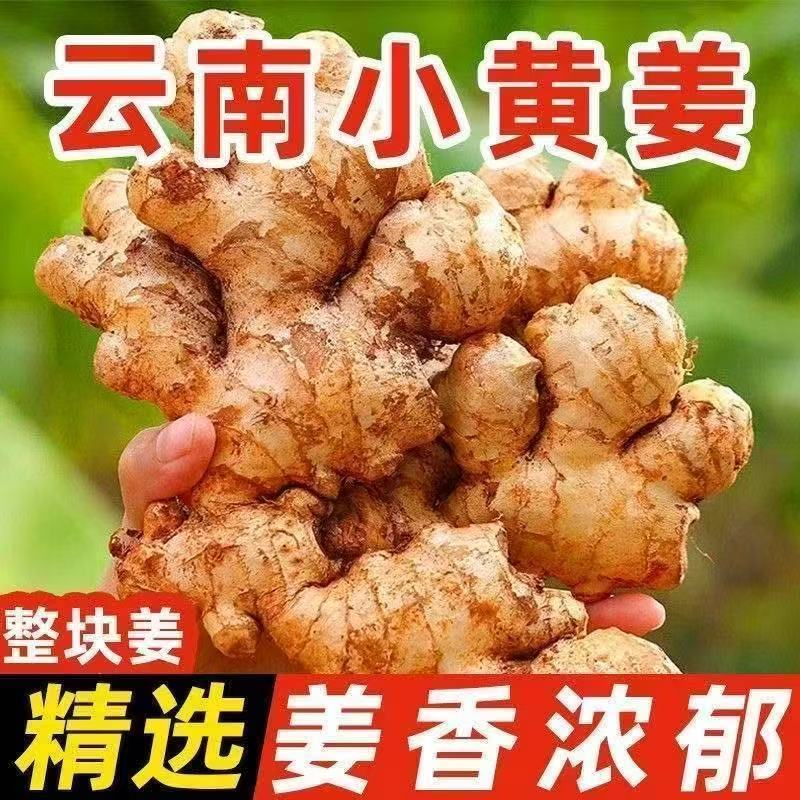 云南小黄姜老姜黄姜云南月子正宗大块新鲜批发老姜