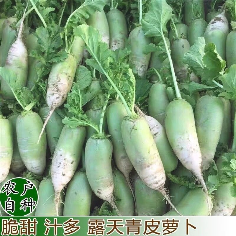 青萝卜新鲜正宗绿头白萝卜农自种现拔现发脆嫩多汁凉拌包饺子